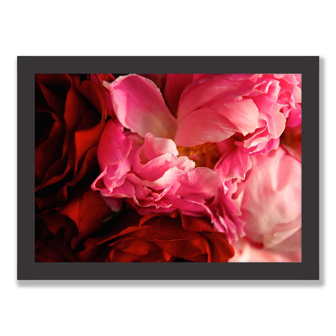 Peony Print Two