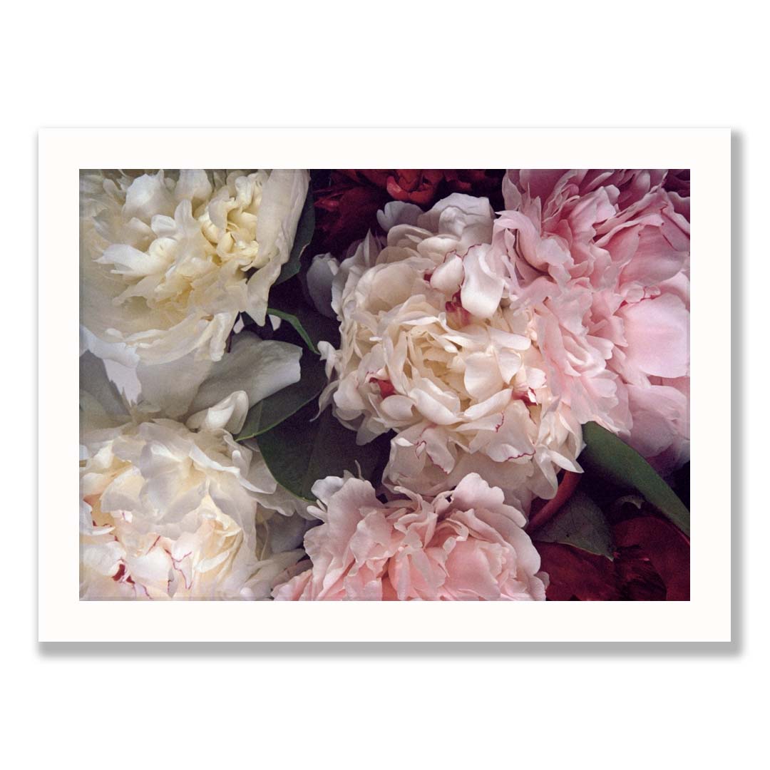 Peony Print One