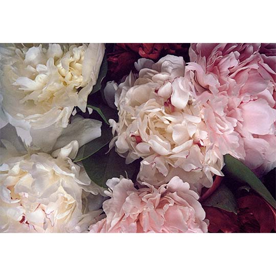 Peony Print One