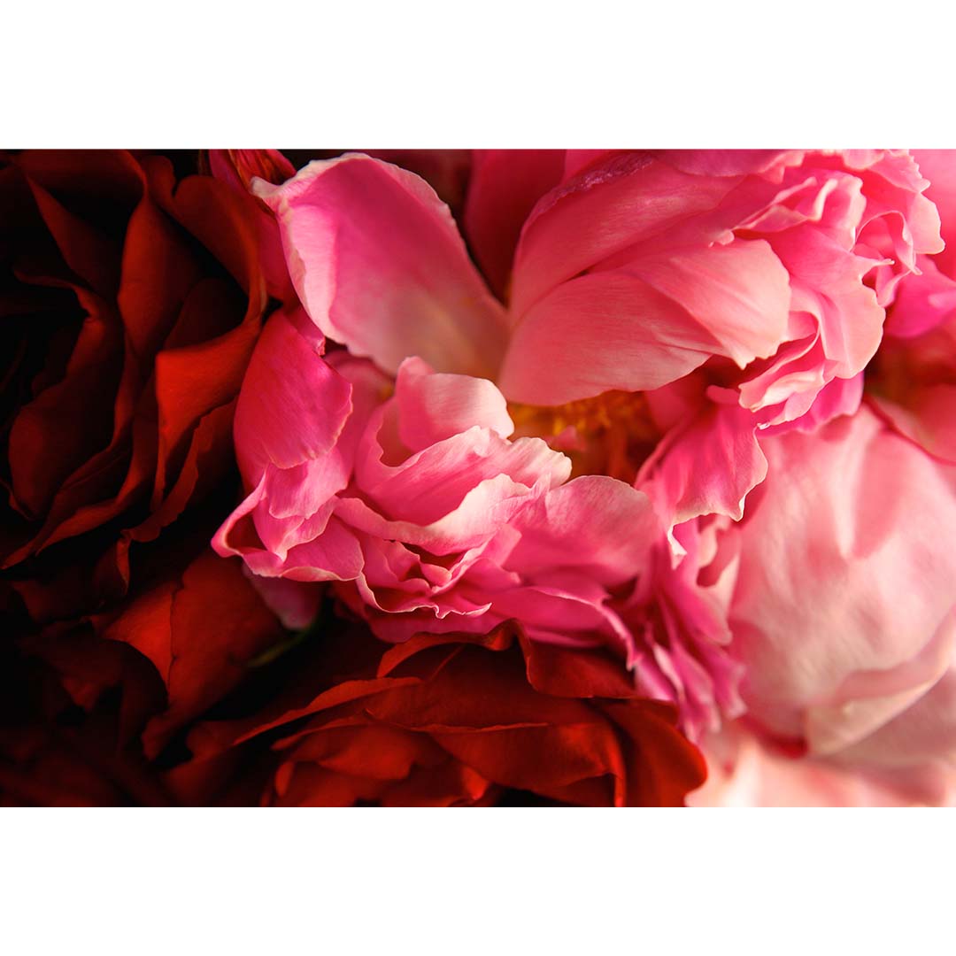 Peony Print Two