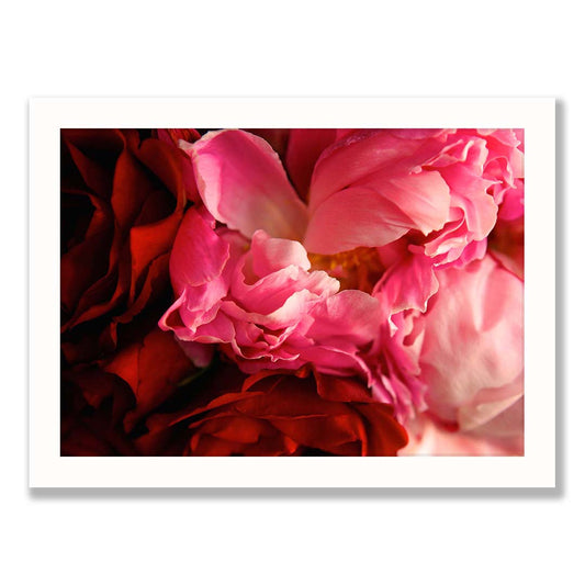 Peony Print Two